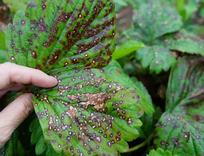 Болезни клубники бурая пятнистость